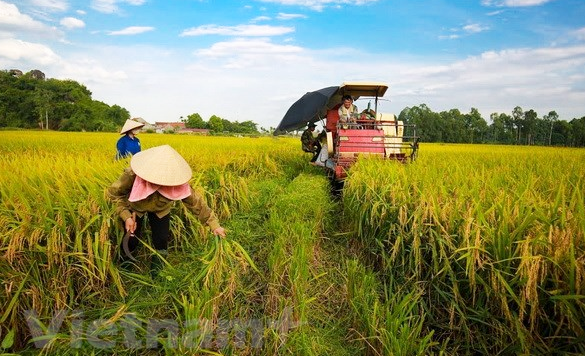 Thêm mùa 'đắng' ở thủ phủ hồ tiêu Bình Phước