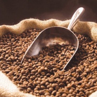 Xuất khẩu cà phê sụt giảm cả về lượng và kim ngạch trong 9 tháng đầu năm