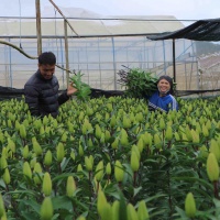 Bản quyền giống - điểm yếu của ngành xuất khẩu hoa tươi Việt Nam